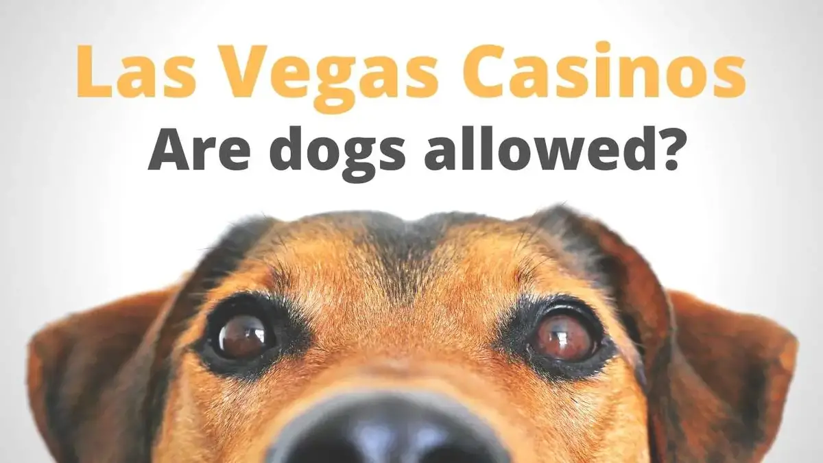 are dogs allowed casinos